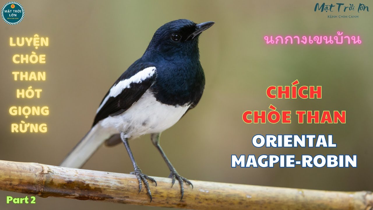✅Tiếng chim Chích chòe than hót hay | Luyện giọng Chòe than ✅Oriental Magpie Robin | นกกางเขนบ้าน