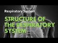 Respiratory System Quiz