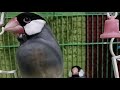 Anupama journey 2 is live! Cute Blacky