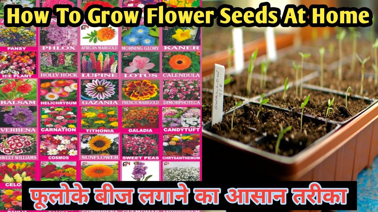 How To Grow Flower Seeds At Homeफूलोके बीज लगाने का सबसे आसान तरीकाMy