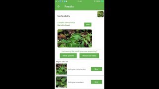 PlantSnap identifies a Black bindweed (Fallopia convolvulus)