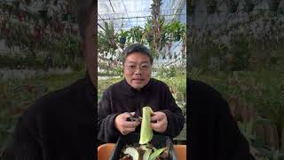 ビカクシダの子株▽新しい貯水葉が小さくなる理由 - YouTube