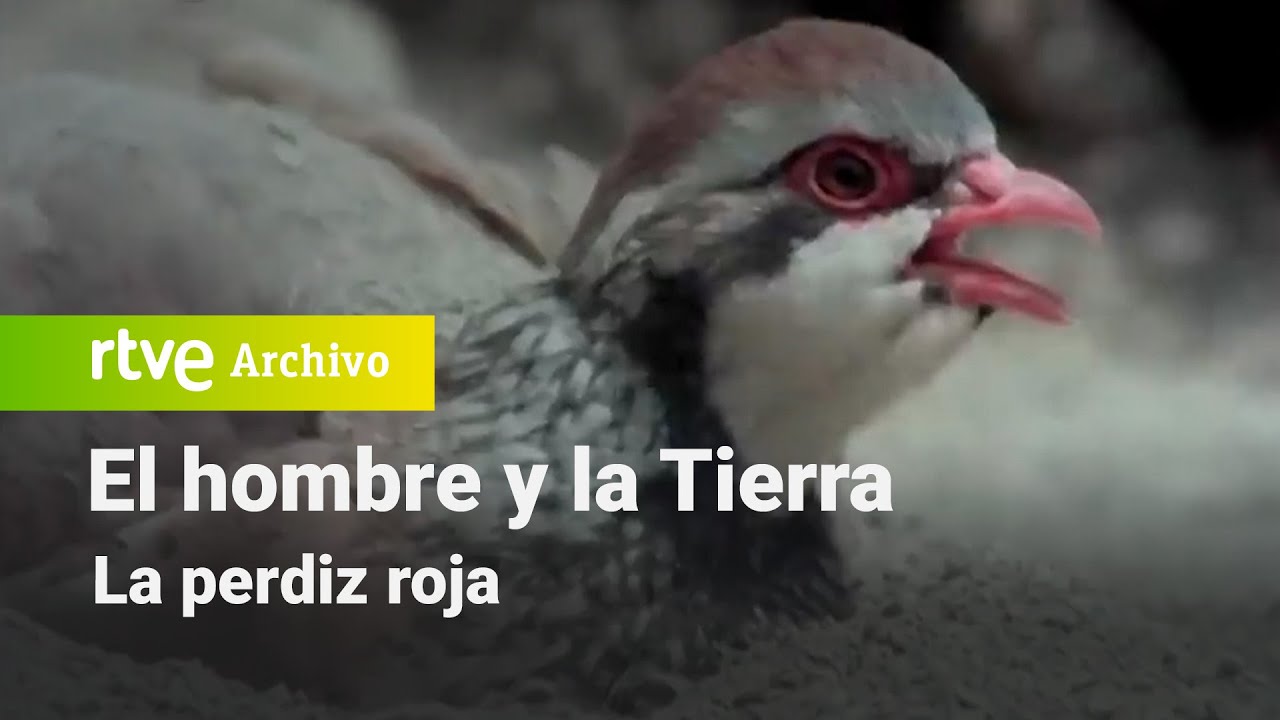 El hombre y la tierra: Capítulo 75 - La perdiz roja | RTVE Archivo