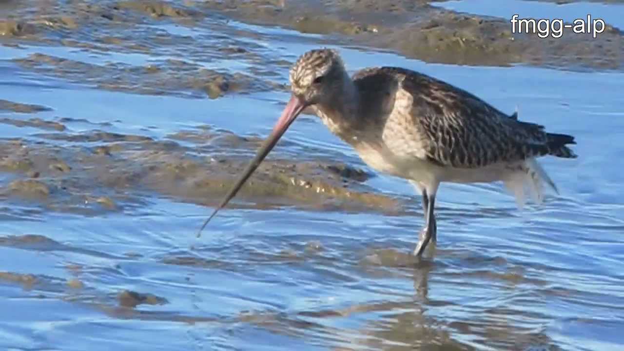 Aguja colipinta en las Marismas del Odiel