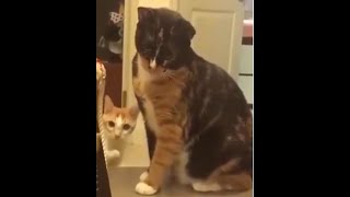 Gatinhos Vendo As Horas