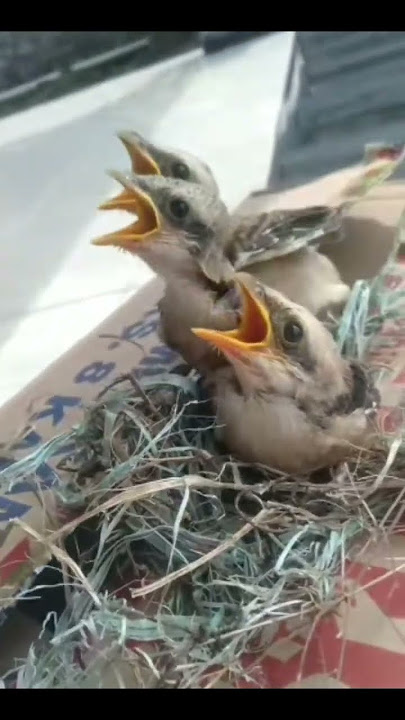 suara pikat burung cendet anakan #suarapikatampuh