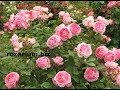 мадам де сталь обрезка парковых роз после цветения, питомник роз Полины Козловой rozarium.biz