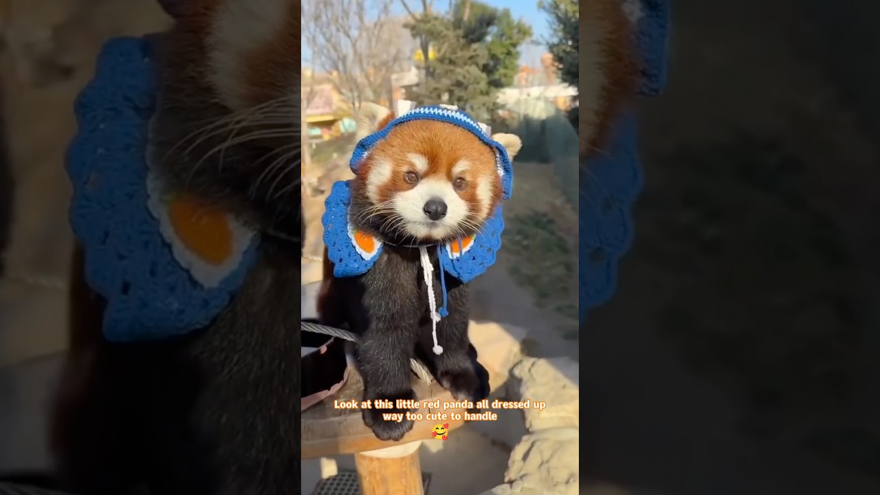 Red Panda in a Cute Outfit🥰🍼 