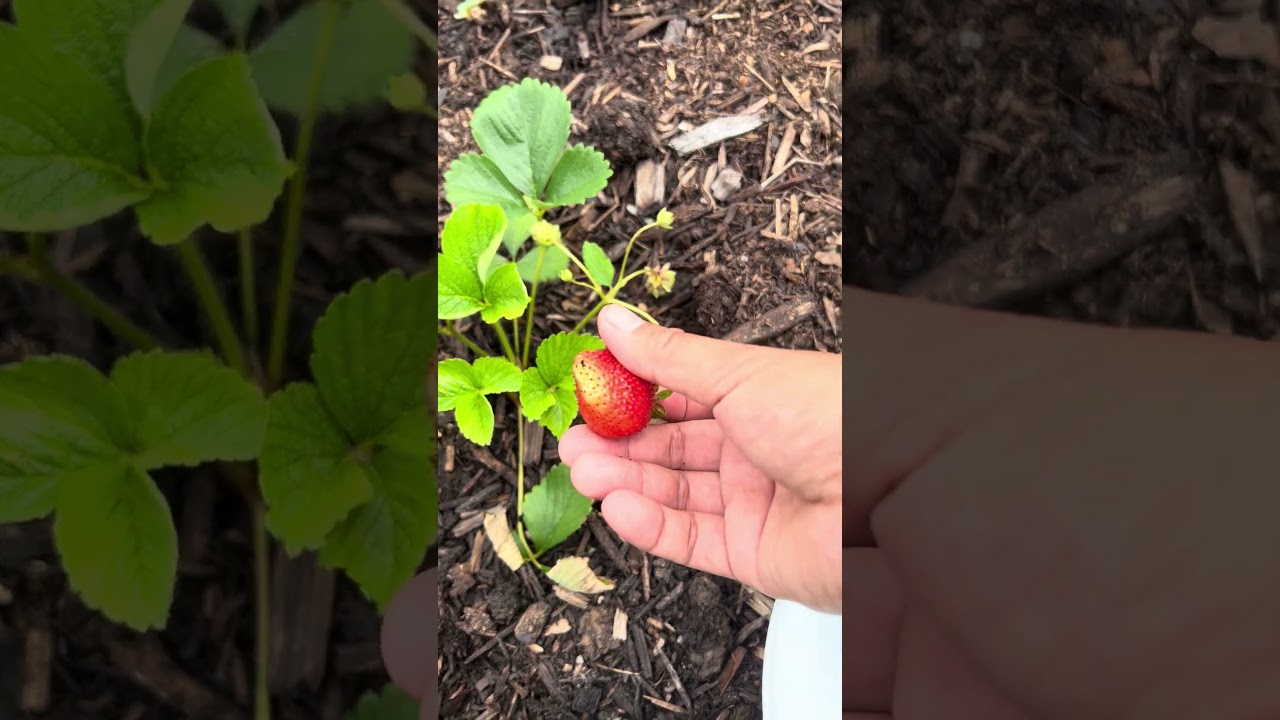 Strawberry for a day