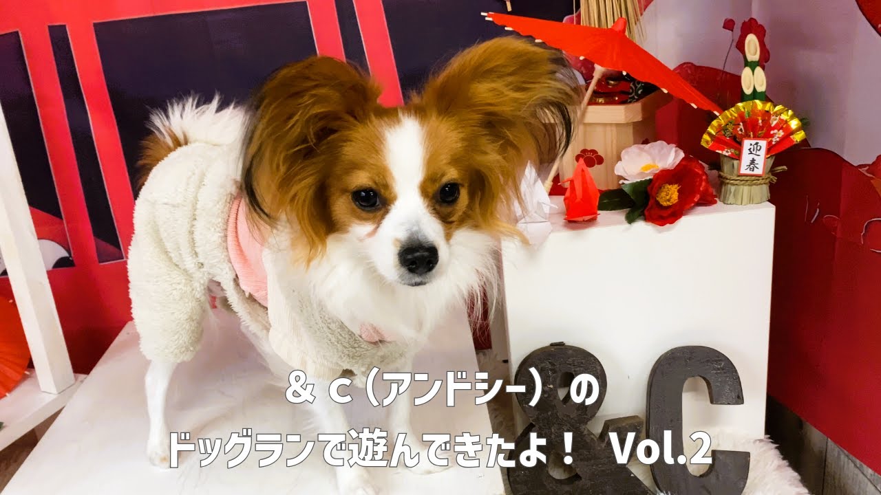 【＆c】【アンドシー】室内ドックランで遊んできたよ！ Vol.2