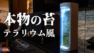 本物の苔を使ったテラリウム風 加湿空気清浄器「Moss Air」に癒される♪