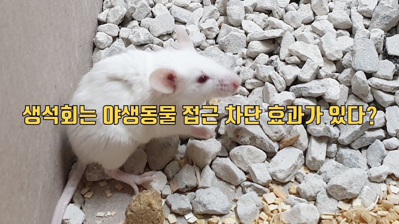 생석회, 정말 야생동물 기피효과 있나? - YouTube
