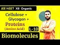 (L-10) Cellulose + Glycogen + Proteins (Intro of Amino Acids) || Biomolecules || JEE NEET