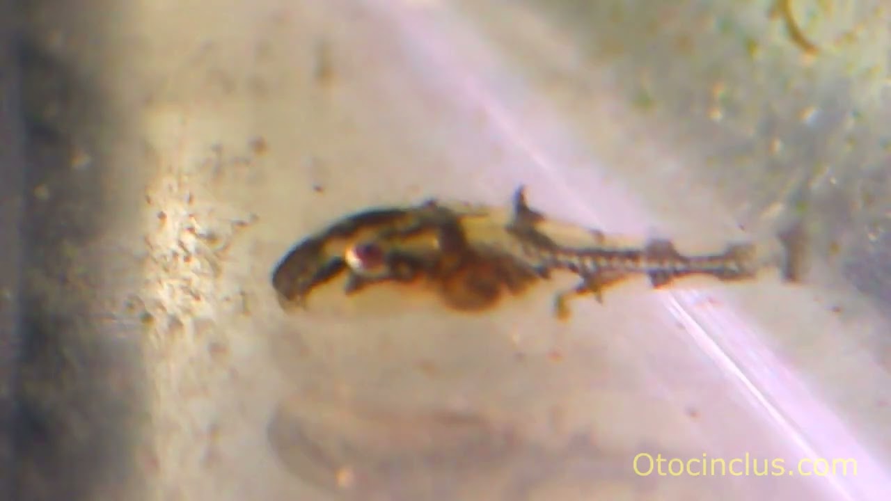 Zebra Otocinclus fry at 7 days