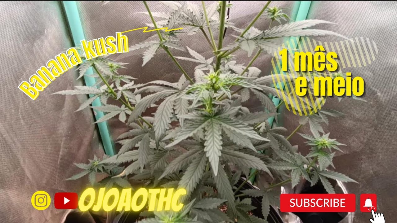 SEMENTE AUTOMÁTICA   SUPER CROPPING