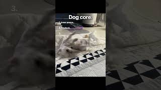 Dog Core. pt2 #animals #core #cute #memes #funny #pets #dog #cutedog #puppy