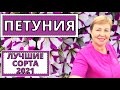 ПЕТУНИЯ лучшие сорта выберу на следующий год?