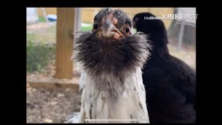 Black Australorp and Easter Egger Chickens: 12 weeks old