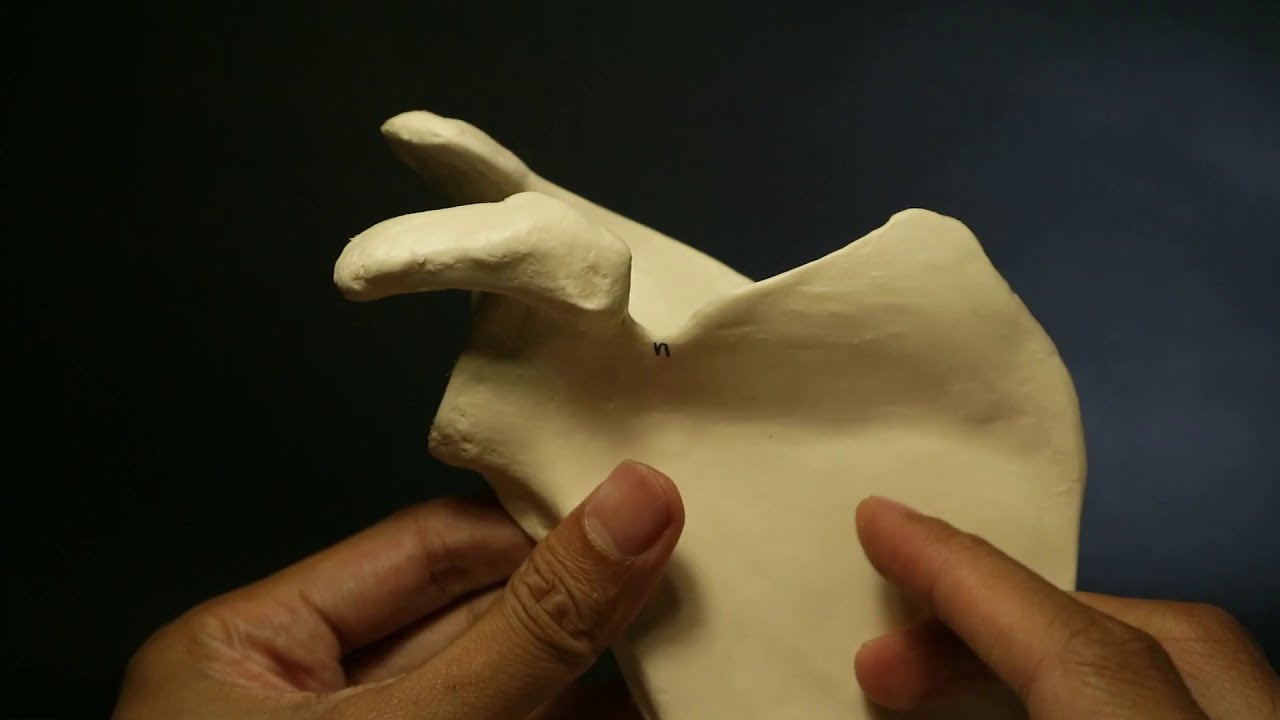 Anatomi Skeleton Ekstremitas Superior