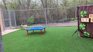 Meet Dillinger A Terrier American Pit Bull Currently Available For Adoption 3242020 51123 Pm