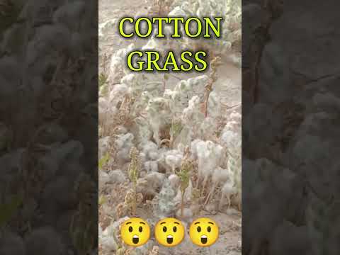 Video: Eriophorum Grass Pambuku: Informacion rreth Barit të zakonshëm të Pambukut