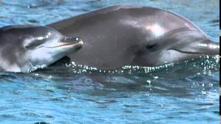 dolphins tears- joe satriani