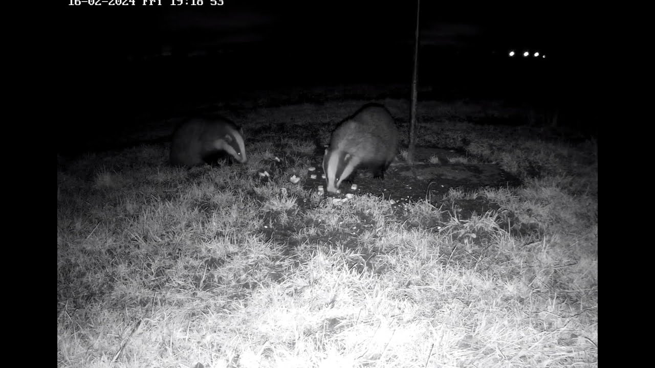 Moss Wildlife Watch Live Badgers Camera - YouTube
