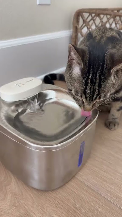 This little water fountain by @oneisall_official - no cords, super quiet, and they love it!