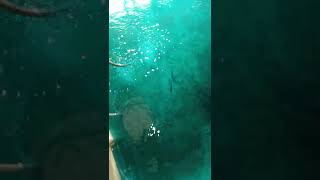 Traitement Des Alevins De Silures Avec Le Bleue De Méthylène. Dorcas Service, Ingénieur Béré Élie