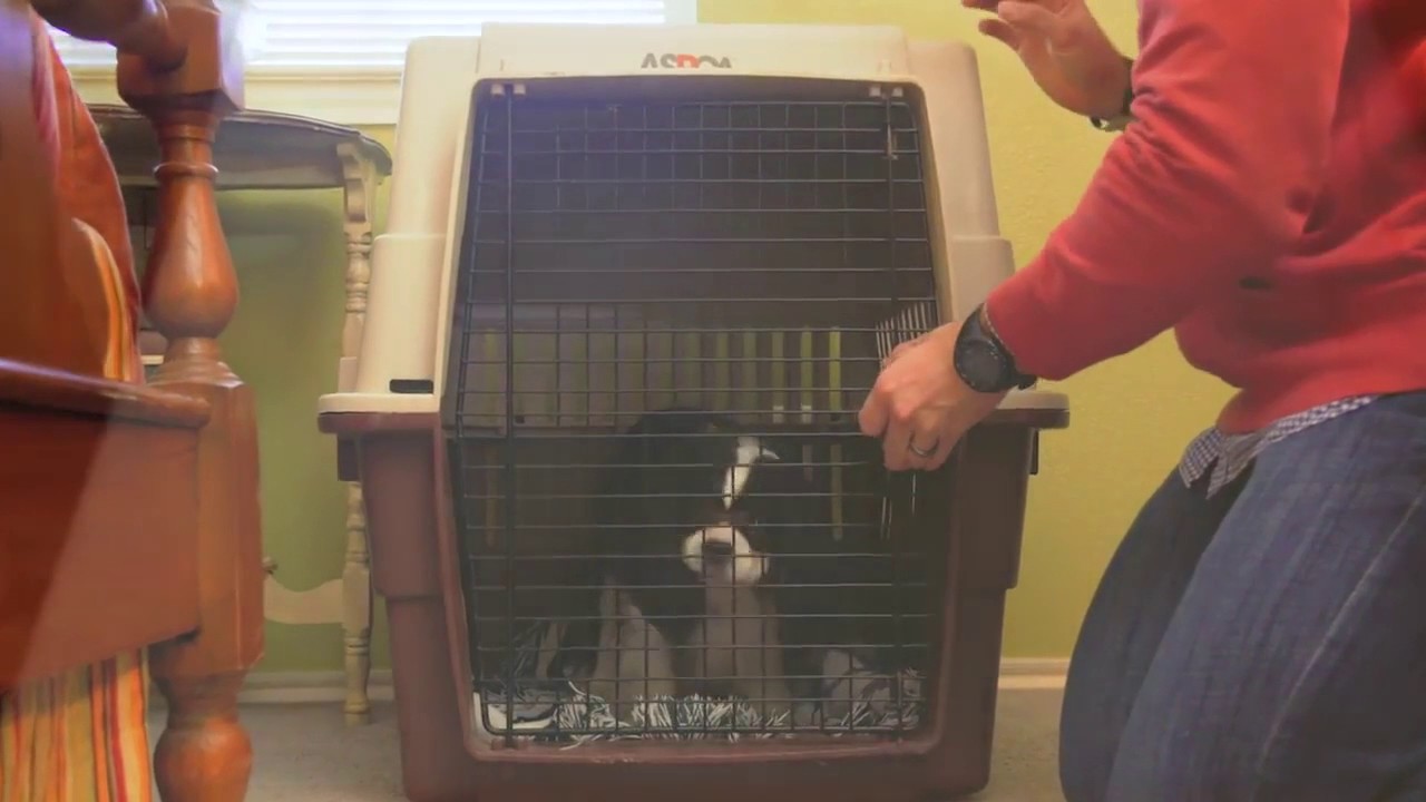 How to Sell a Home With Pets: Preparing for Home Showings