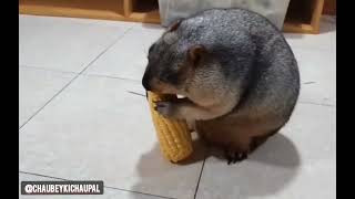 Marmot, eat corn funny video 😂