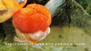 Raised, heated pond with viewing window!!