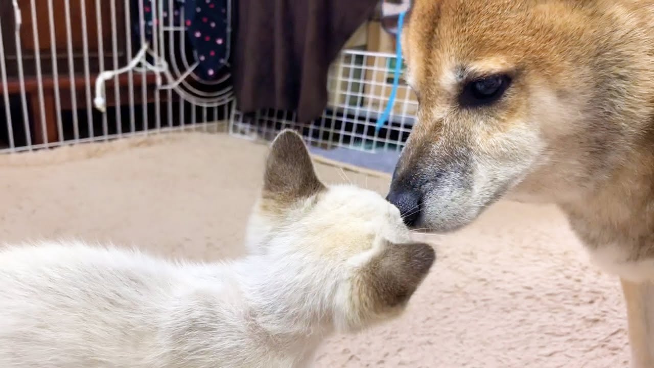 保護子猫リノ♥目の回復も順調♪柴犬パパ2度目のお見舞いに警戒心から興味へ