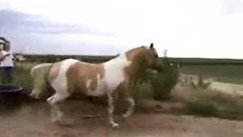 R Golden Opportunity - Prairie Colors Ranch