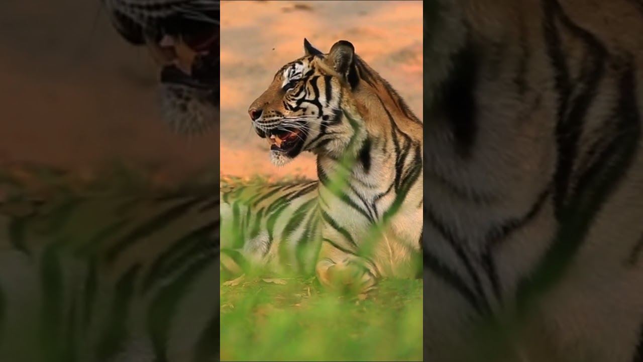 Guardians of the Jungle:  🌿  Saving the Sumatran Tigers  🐅 