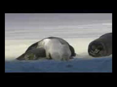 Wildlife Windows 7 Sample Video 2