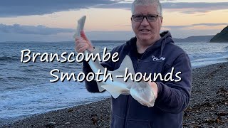 Fishing for Smooth-hounds on Branscombe Beach #seafishing #shorefishinguk