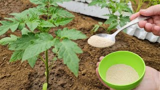 Add It After Planting For Better Root Development And Nutrient Uptake