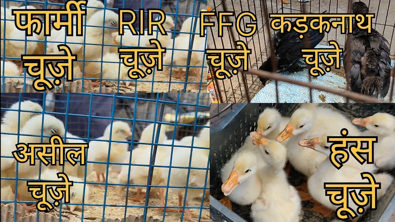 लखनऊ# नखास चिड़िया# बाज़ार//मुर्गी के चूज़े की सबसे सस्ती मंडी लखनऊ