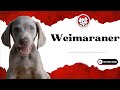 Unleash The Fun Facts: Weimaraner Puppies