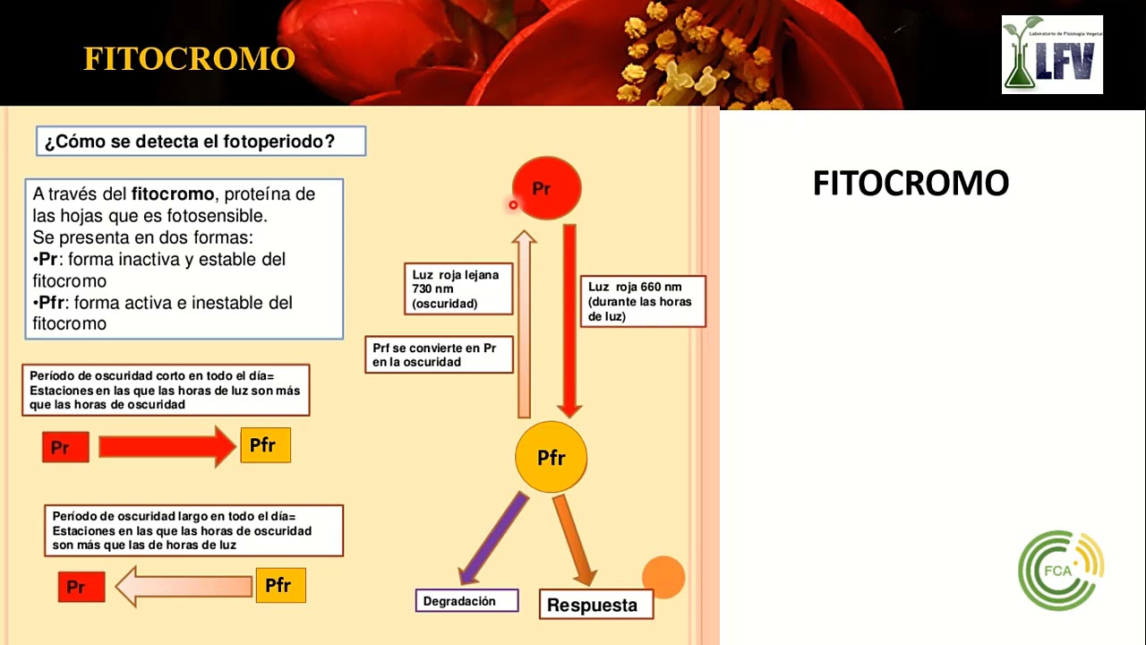 Regulación molecular del proceso de transición floral