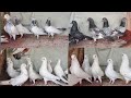 Top quality shahjanpurikaldumekagzigoldenborderwale kabutarsayyed pigeon loft7021412370