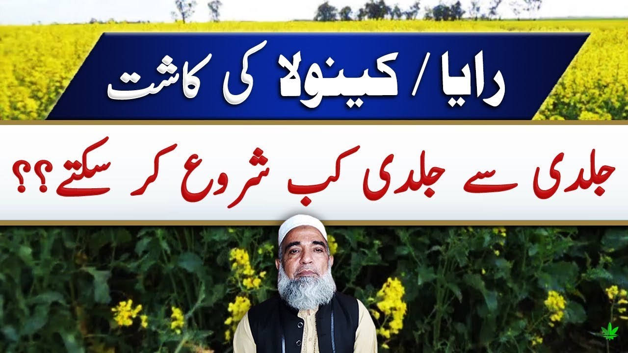 Pakistan Raya When to cultivate Raya and Canola in 2023 in Pakistan || Crop Reformer ...