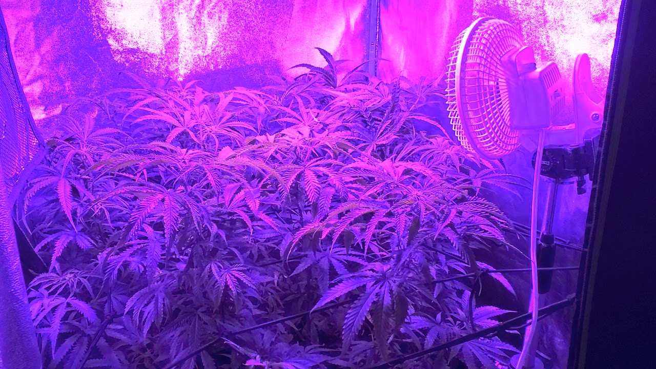 Tweed Bakerstreet Indoor Grow Starting Flowering Part 7