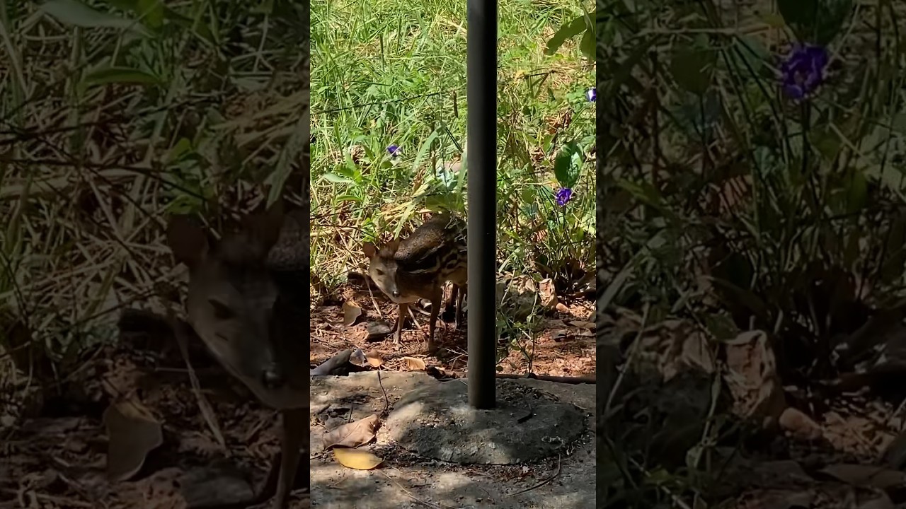 Meminna#🐱🐱🐱