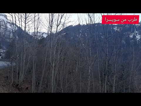 ماجده الرومي كلمات 