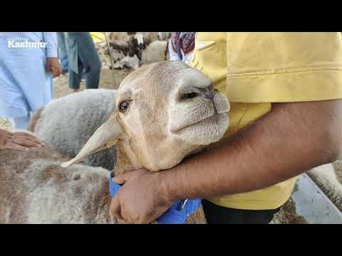 Yetuk flo bor becerdin