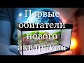 Первые обитатели нового аквариума #мой_мир_поморье