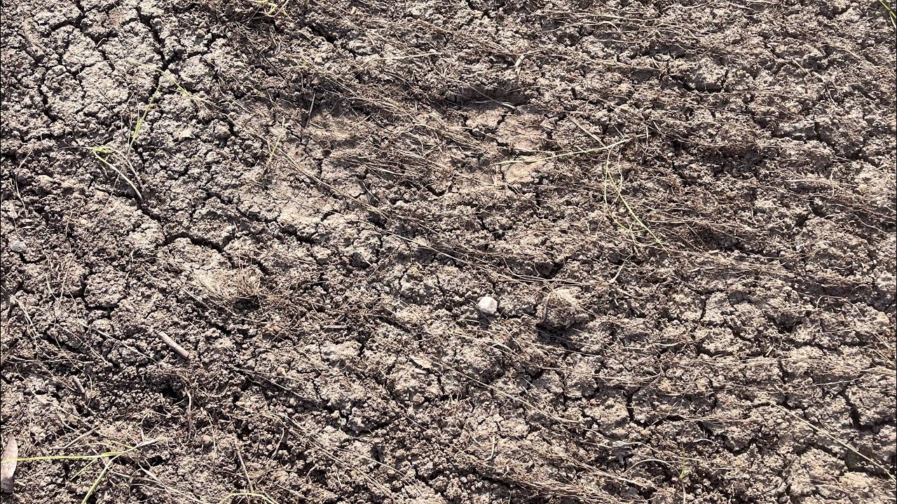Why you SHOULD NoTill/NoDig on clay soil as long as you heavy mulch