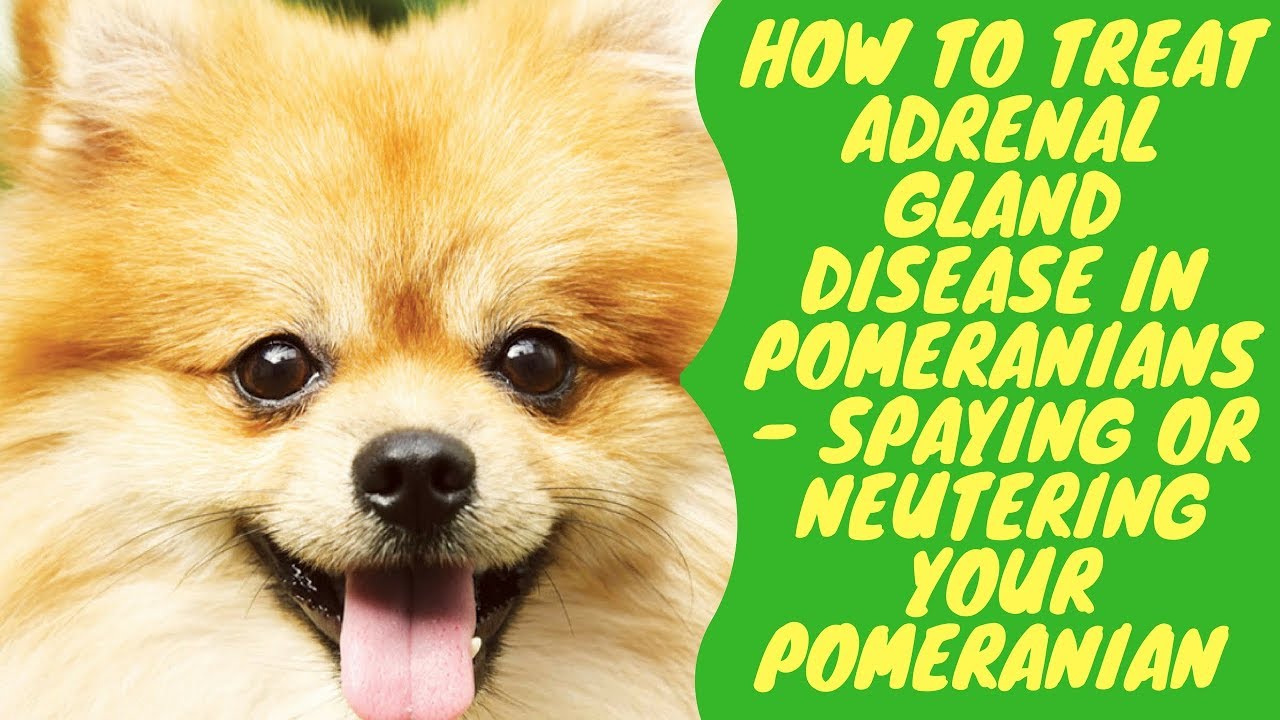 How to Treat Adrenal Gland Disease in Pomeranians Spaying or